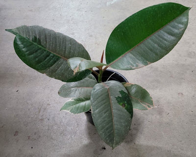 Ruby Red Rubber Ficus